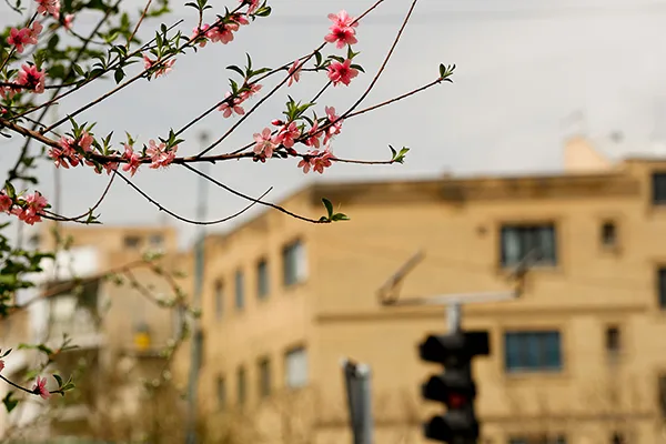 طبیعت بهاری در تهران (1)